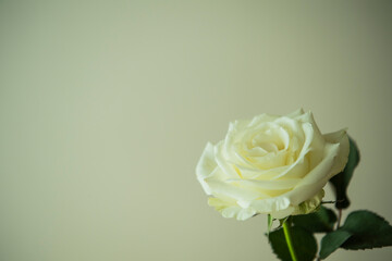 白い背景の白いバラ