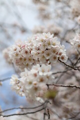 Cherry Blossom