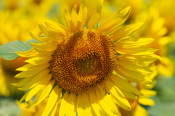 夏のイメージ・ひまわり畑