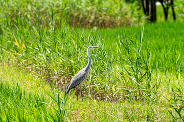 田んぼに佇むアオサギ