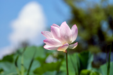 夏のイメージ　ハスの花咲く風景