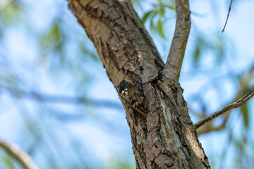 Obraz premium 木にたかるアブラゼミ