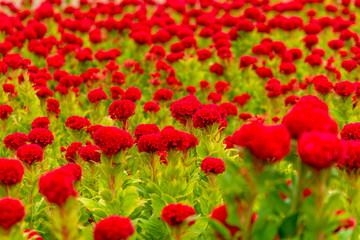 ケイトウの花畑