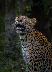 close up of a leopard
