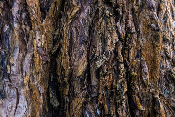 Background natural pattern. Old rind wood, tree skin. Rough surface. Abstract forest material closeup. Tree bark texture. woody vines, shrubs. Forceful layers of stem and roots.