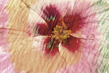 Picture of hibiscus flower on canvas