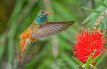 Fototapeta na wymiar Flying Hummingbird