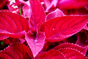 Small flower with strong red leafs