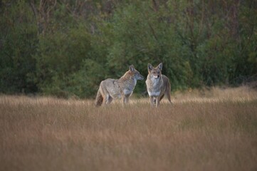 Naklejka na ściany i meble Coyote in tall grass in a meadow