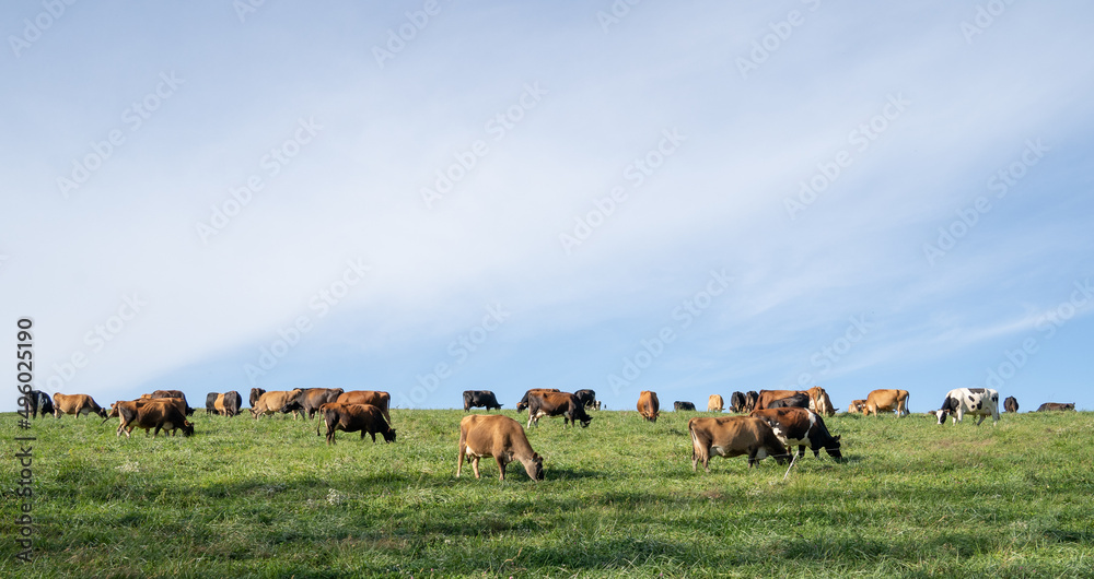 Wall mural cow grazing in field in rural pennsylvania