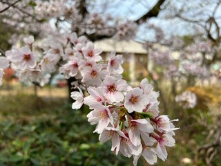 桜　ソメイヨシノ