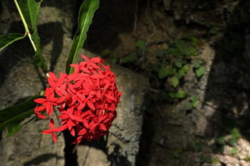岩場に生えている赤い花