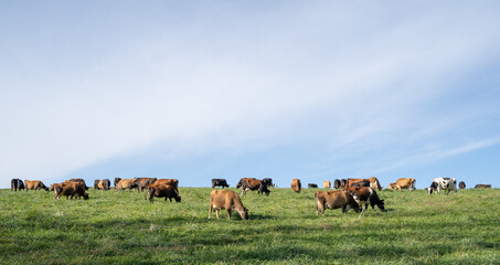 Cow grazing in field in rural Pennsylvania