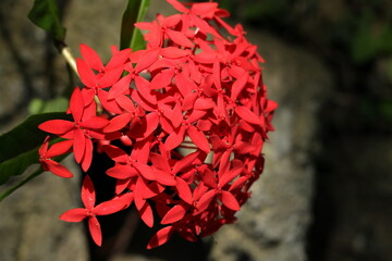 岩場に生えている赤い花