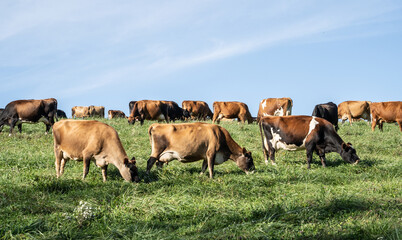 Naklejka na ściany i meble Cow grazing in field in rural Pennsylvania