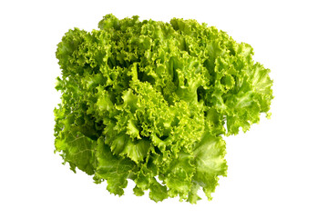 Fresh Organic Green Leaves Lettuce isolated on white background with clipping path. Fresh green leaves lettuce has high fiber and vitamin, sweet taste and good for salad.	
