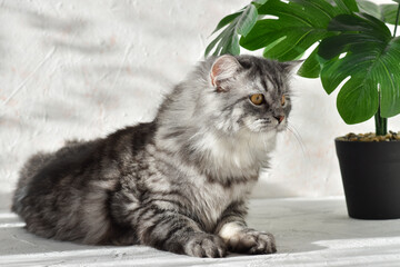 Concentrated fluffy grey cat on a grey background with sunlight