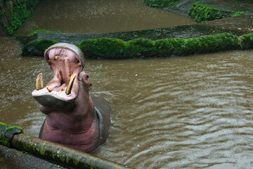 Yawning Hippopotamus in nature