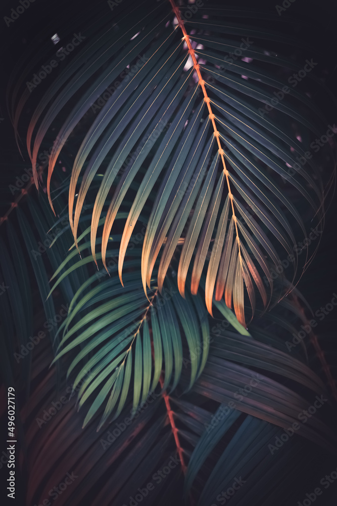 Canvas Prints green palm leaf pattern texture abstract background. copy space for graphic design tropical summer a