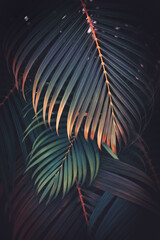 Green palm leaf pattern texture abstract background. Copy space for graphic design tropical summer...
