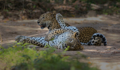 leopard in the grass