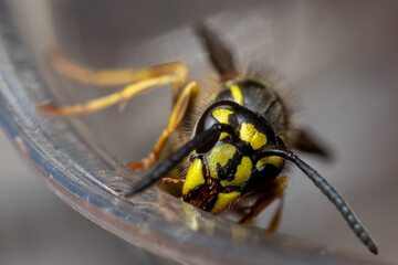 macro of a wasp, Wasp in a plastic cup, wasp, insect, macro