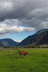 Fototapeta na wymiar Free range one horse standing on a field in mountains of Altay, Russia