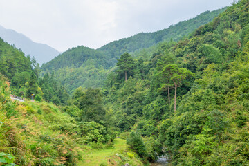 Naklejka premium green forest in the mountains