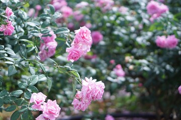 pink and white flowers