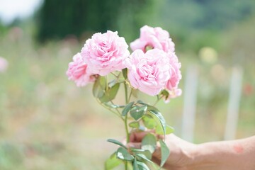 pink rose in a hand