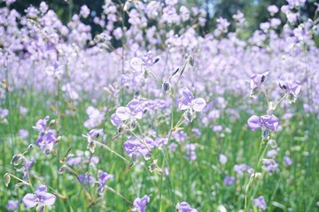field of  Murdabbia Giganteum flowers