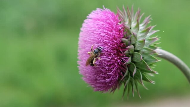 Pink flowers thistle with bee, medicinal flower close up, wildflowers. Camel stud, camel kenger, mother's main stalk, milky kengel plant