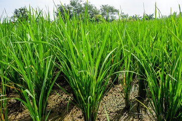 young rice plants.  The range of plants is still 30 days old.  Plants look healthy and fresh. ...