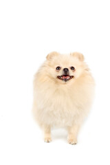 pomeranian White dog isolated on studio 