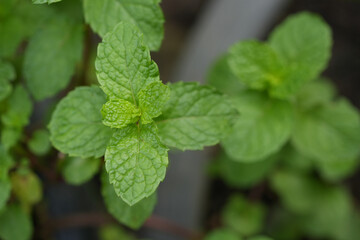 Mint leaves on mint tree, Peppermint on nature background.