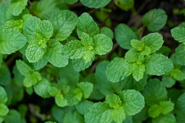 Mint leaves on mint tree, Peppermint on nature background.