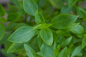 Fresh green basil herb leaves , Sweet basil on nature background.