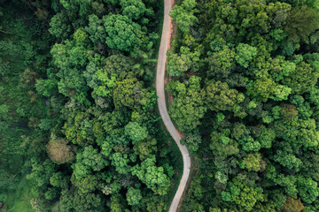 road and green trees from above in the summer forest