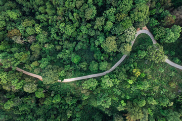 road and green trees from above in the summer forest