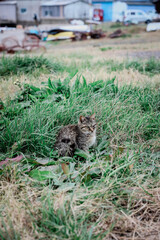 Stray cats in Ainoshima Island, Known as Cat Heaven Island, Kyushu, Japan