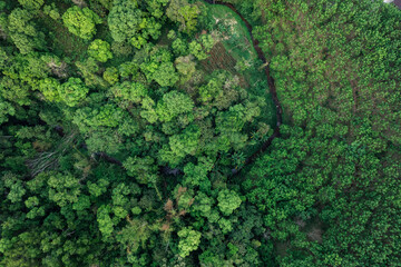 Obraz premium road and green trees from above in the summer forest