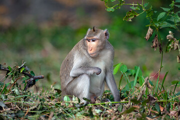 Macaque close-up in its natural habitat.
