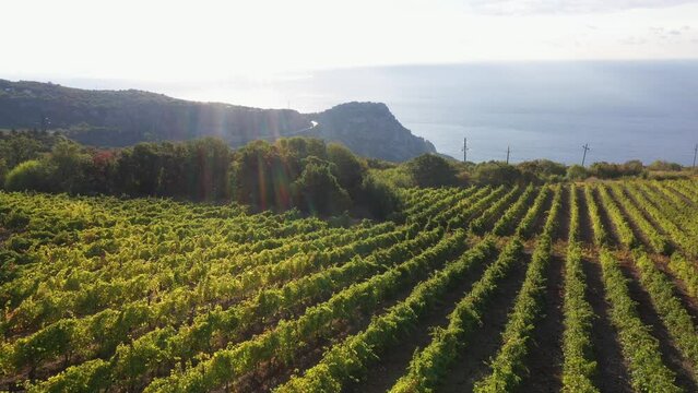 Aerial view of vineyard fields on the hills and sea coast. Growing rows of grapes. Industrial production of wine