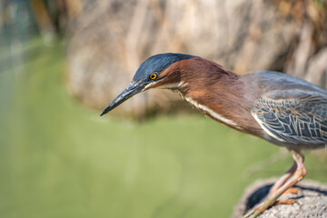 Close-up of Green heron (Butorides striatus). Wildlife photography.