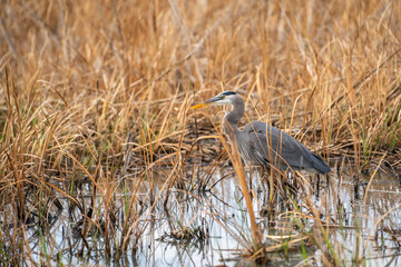 Great blue heron (Ardea cinerea) stands in a swamp.
