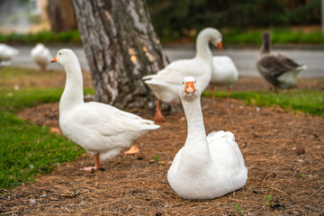 Naklejka na ściany i meble Group of white geese with orange paws and orange beaks on the lawn. 