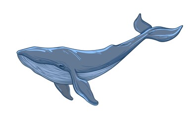 Blue whale sketch. Vector illustration isolated on white background