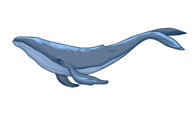 Blue whale sketch. Vector illustration isolated on white background