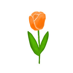 orange tulip オレンジ色のチューリップ