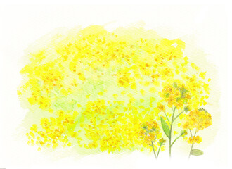 菜の花畑の水彩イラスト